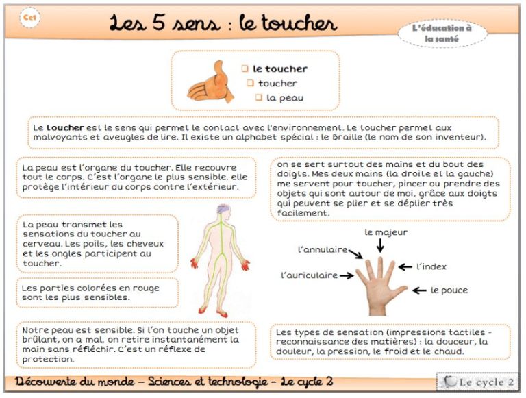 Les 5 Sens : Le Toucher - Site De L'école Saint Joseph De Courbeveille