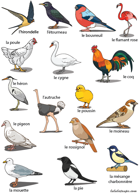 Les Oiseaux Voyage Carte Plan